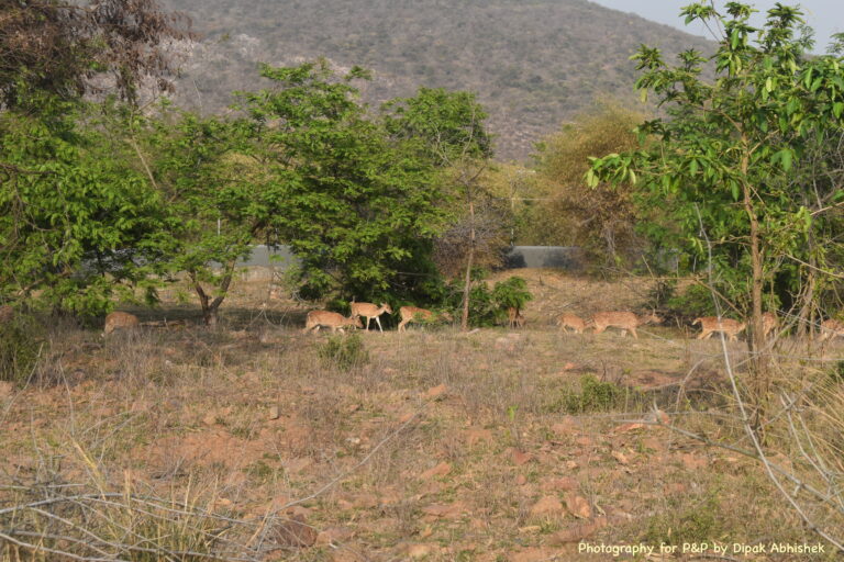 The stroll of Deers