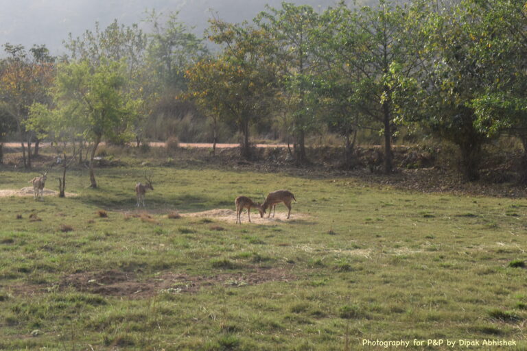 The Deers Duo